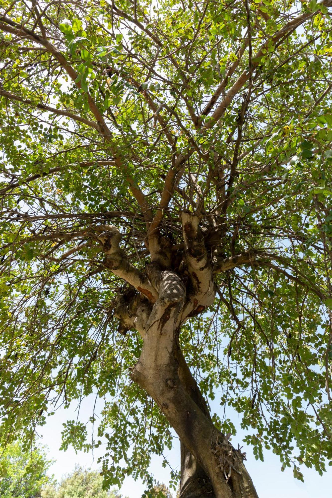 Villa Ninfa Alburnea Anzio Esterno foto